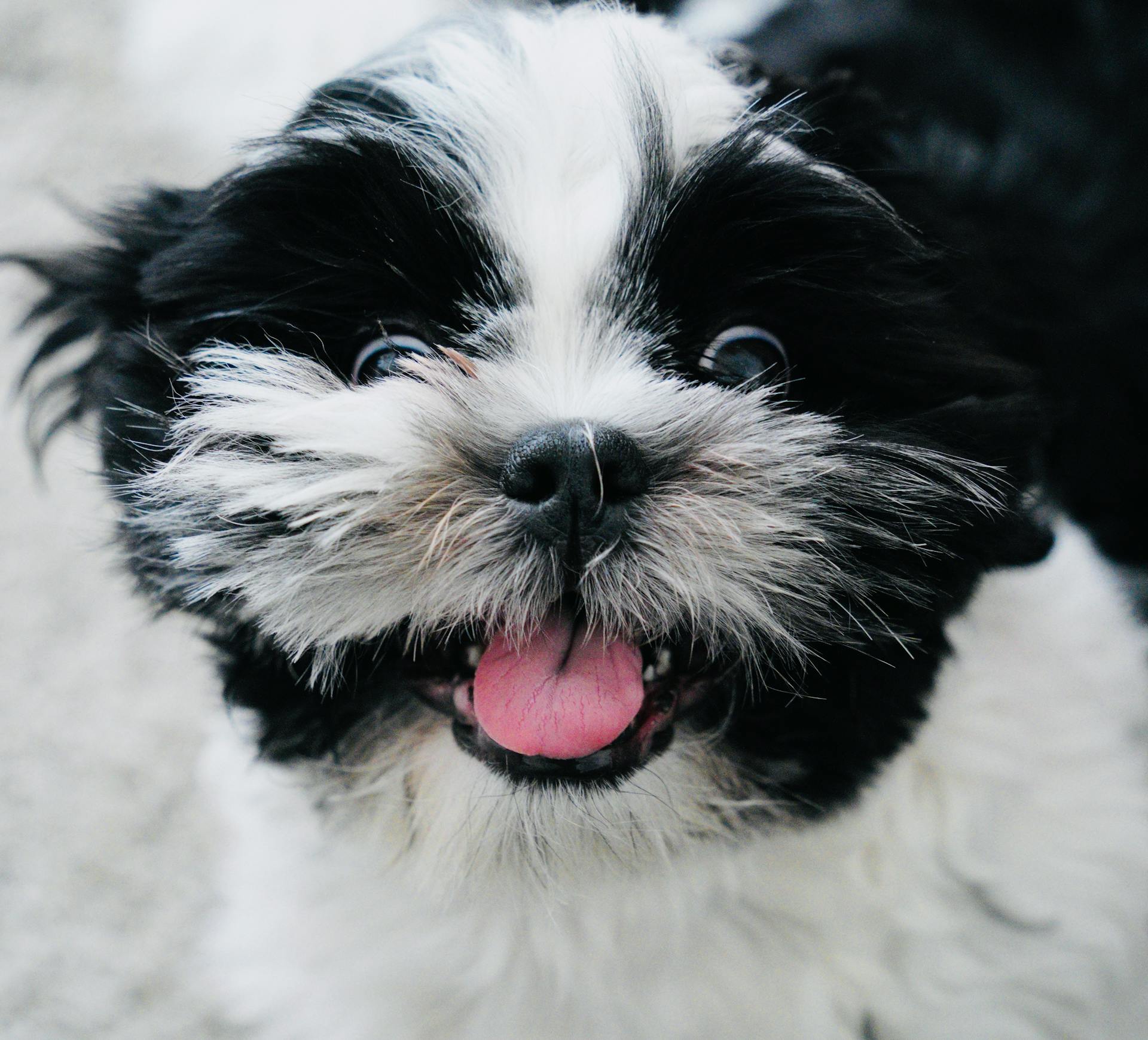 The Puppy-Proof Home: A Guide to Raising a Confident Dog from Day One