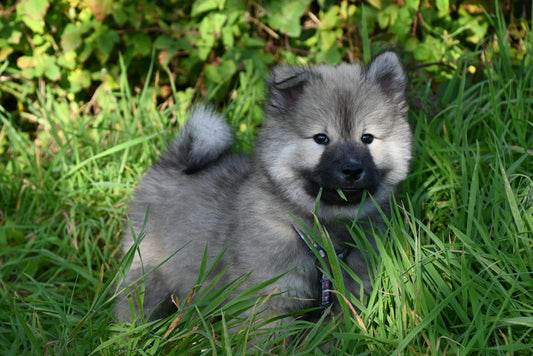 X3 Wireless Fence: The Ethical Choice for Multi-Pet Households