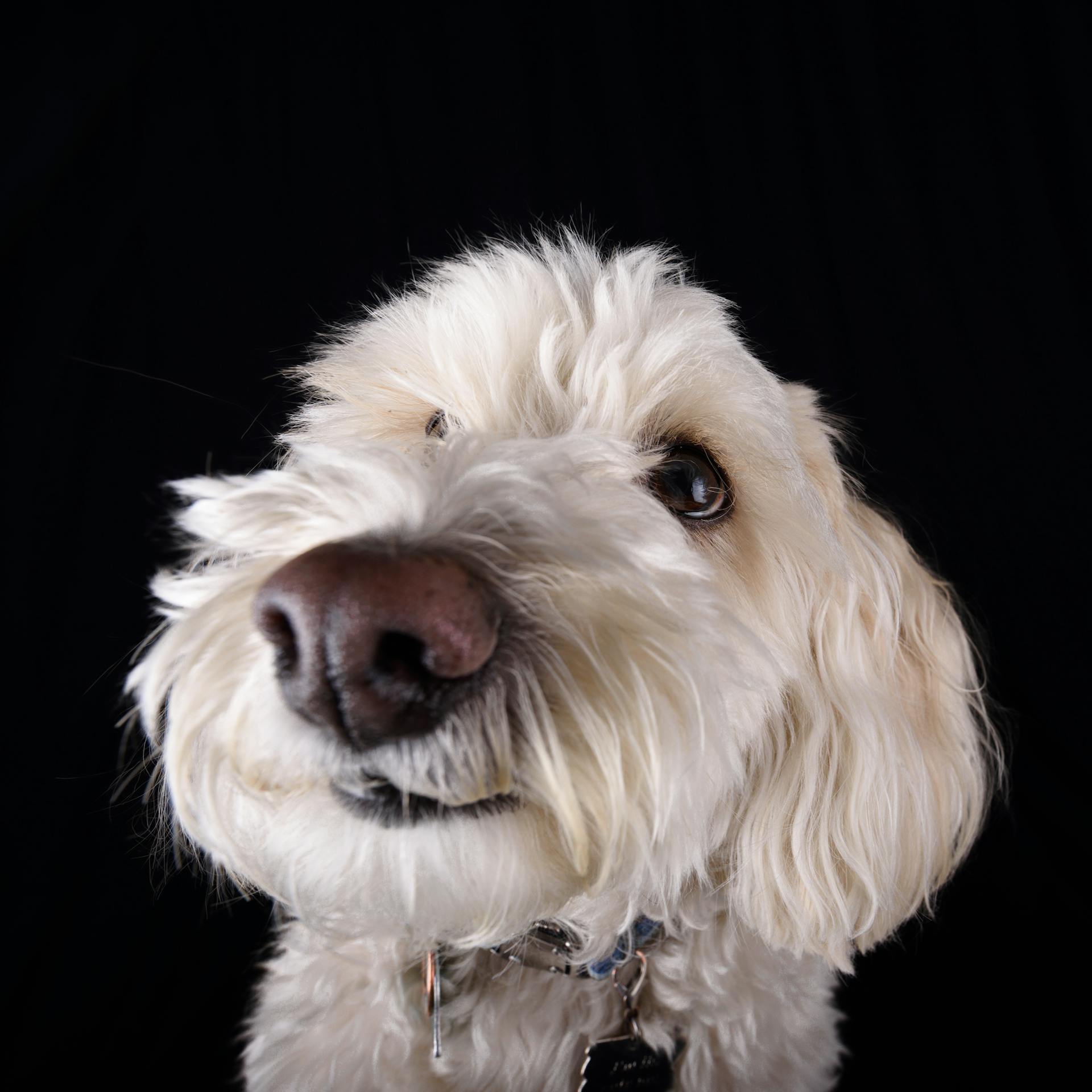 The Rescue Dog Reset: Building Confidence in Your Newly Adopted Friend