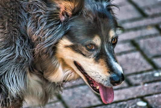 MIMOFPET X3: The Smart City Solution for Urban Pet Safety