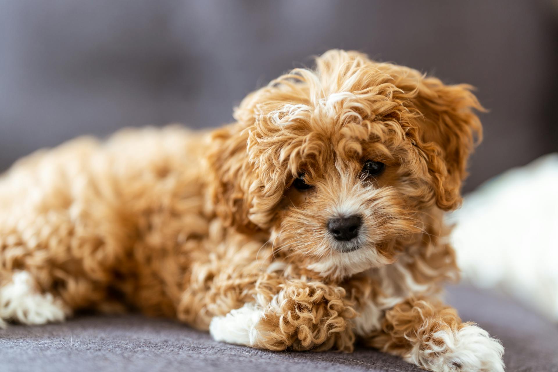 Beating the Back-to-School Blues: How to Keep Your Dog Happy When the House Goes Quiet