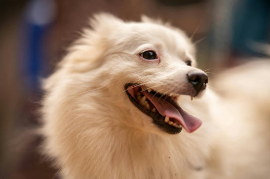 X3 Wireless Dog Fence: The Ultimate Outdoor Companion for Adventurous Pets