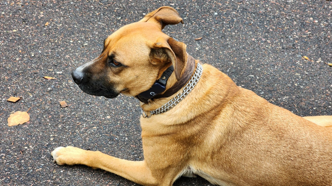 Why a Wireless Fence for Dogs is a Game Changer