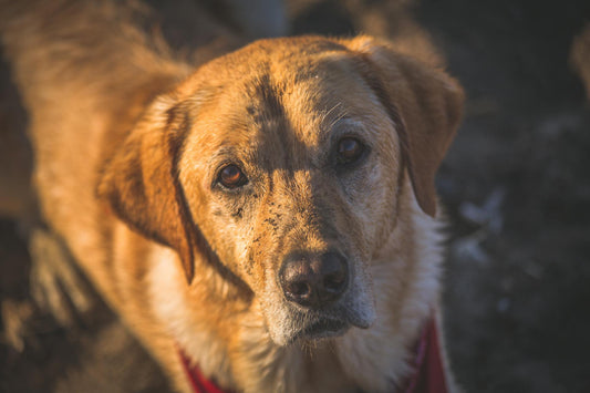 Training Rescue Dogs with Wireless Fences: A Complete Guide for Pet Owners