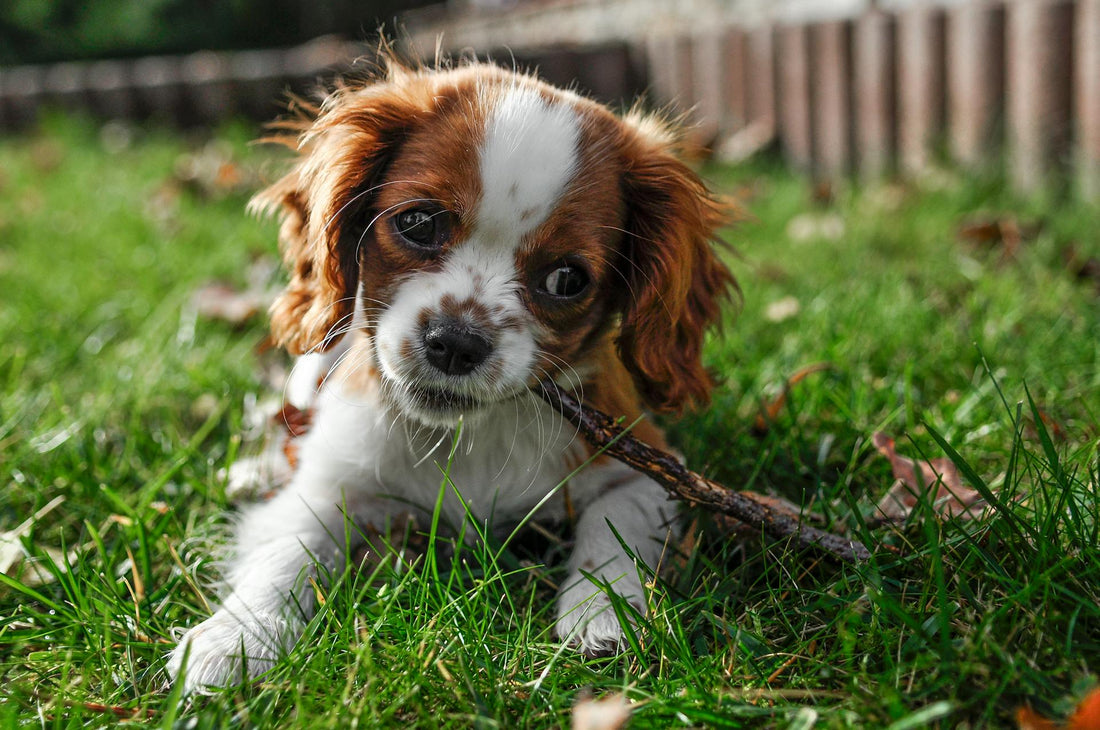 How to Fix Interference in Wireless Dog Collars: A Guide for Pet Owners