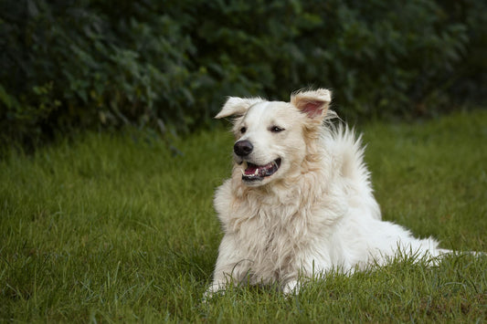 Give Your Dog Safe Freedom With the Mimofpet X3 Portable Wireless Fence System