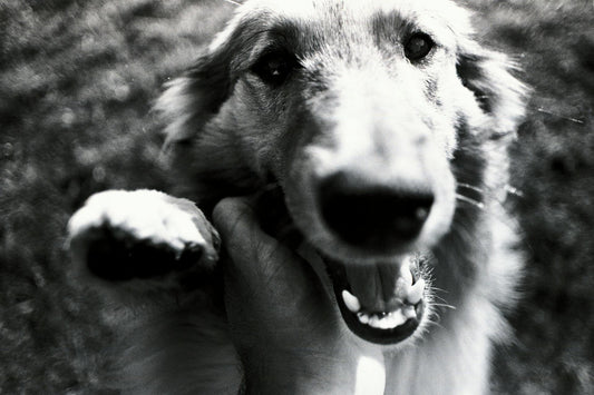 MIMOFPET X3 Wireless Fence: The Modular, Future-Proof Solution for Eco-Conscious Pet Parents
