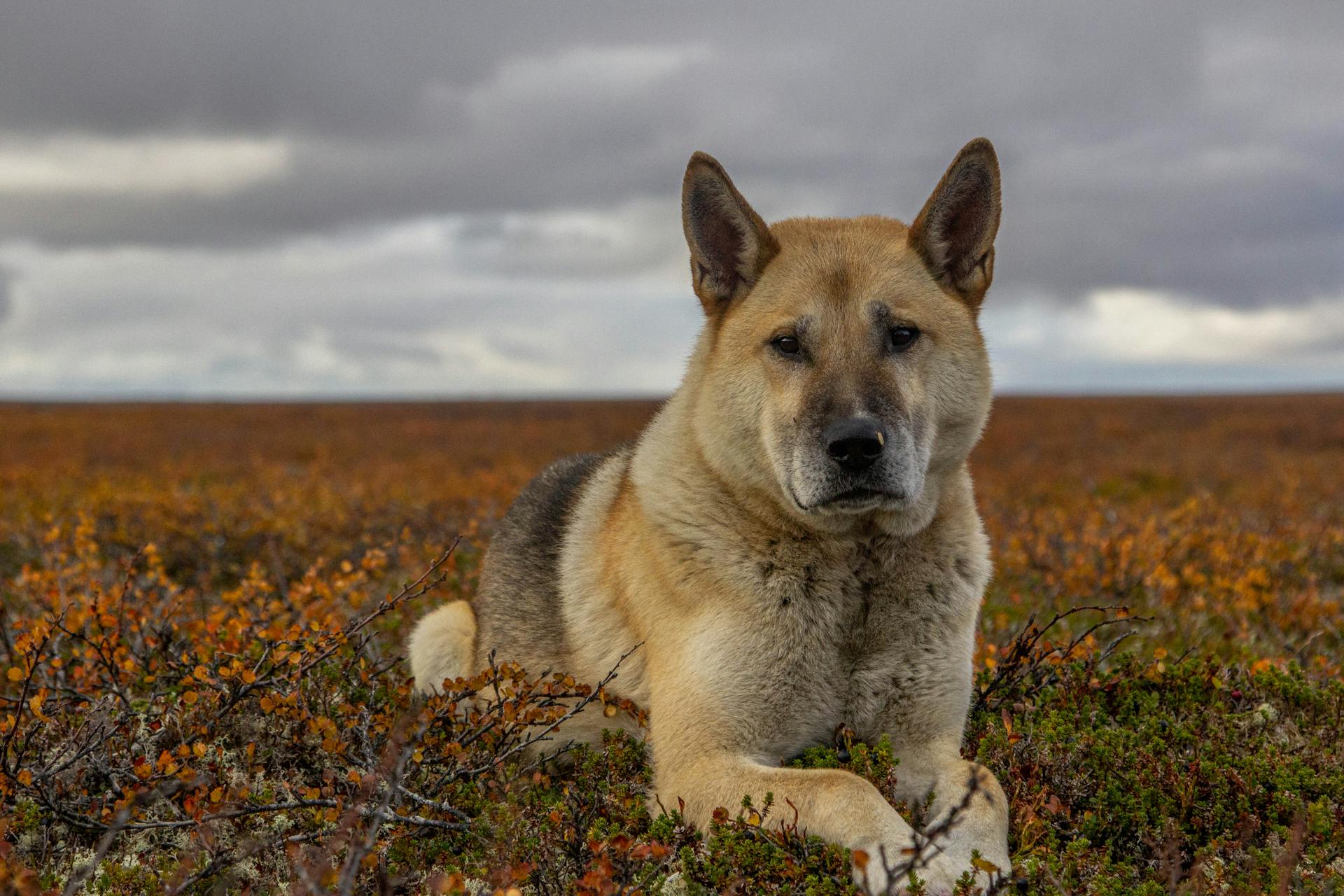 Invisible Dog Fence for Small Yards: A Comprehensive Guide