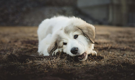 Portable Wireless Dog Fence: The Perfect Solution for On-the-Go Pet Owners