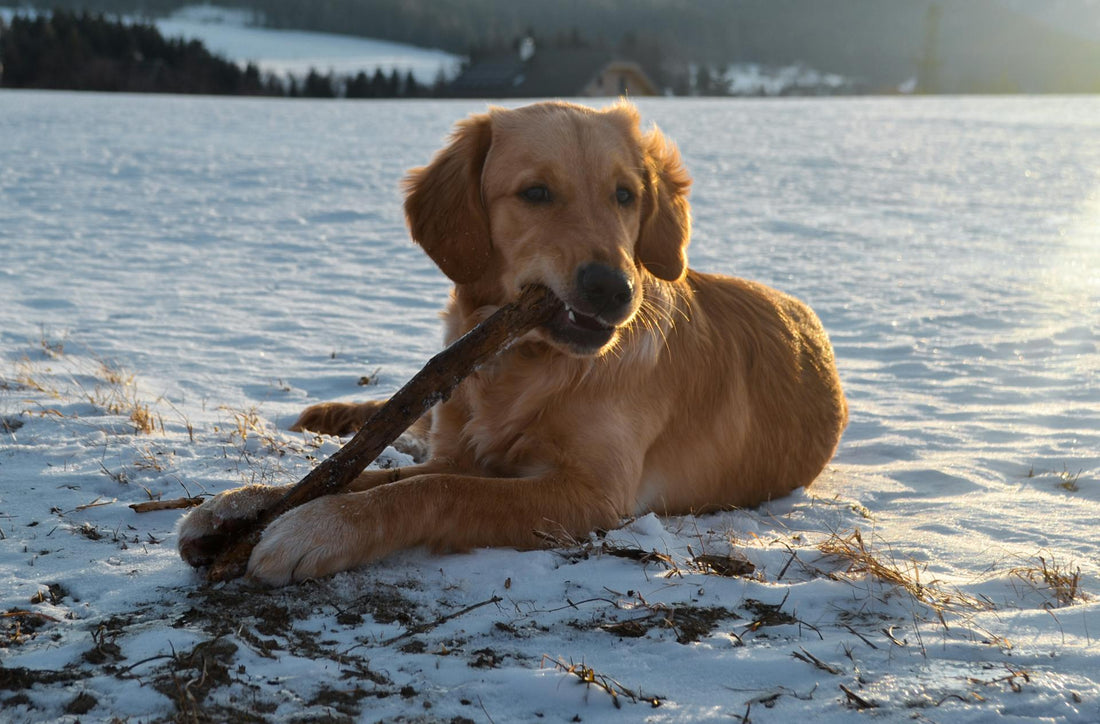 Safe Invisible Fence for Puppies: A Gentle Start for Your Little One