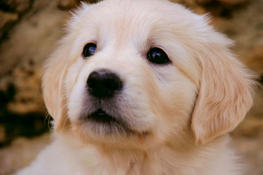 The Fall Freedom Project: Why Autumn is the Perfect Season to Train Your Dog