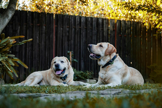 Invisible Pet Fence for Cats: A Complete Guide