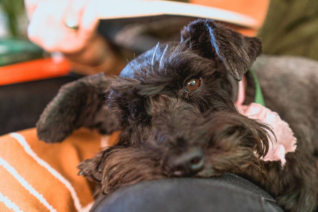 Portable Dog Containment System: Keeping Your Canine Companion Safe On the Go