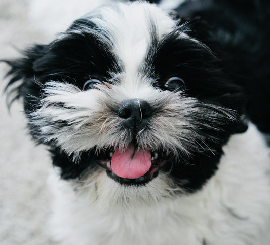 The Puppy-Proof Home: A Guide to Raising a Confident Dog from Day One