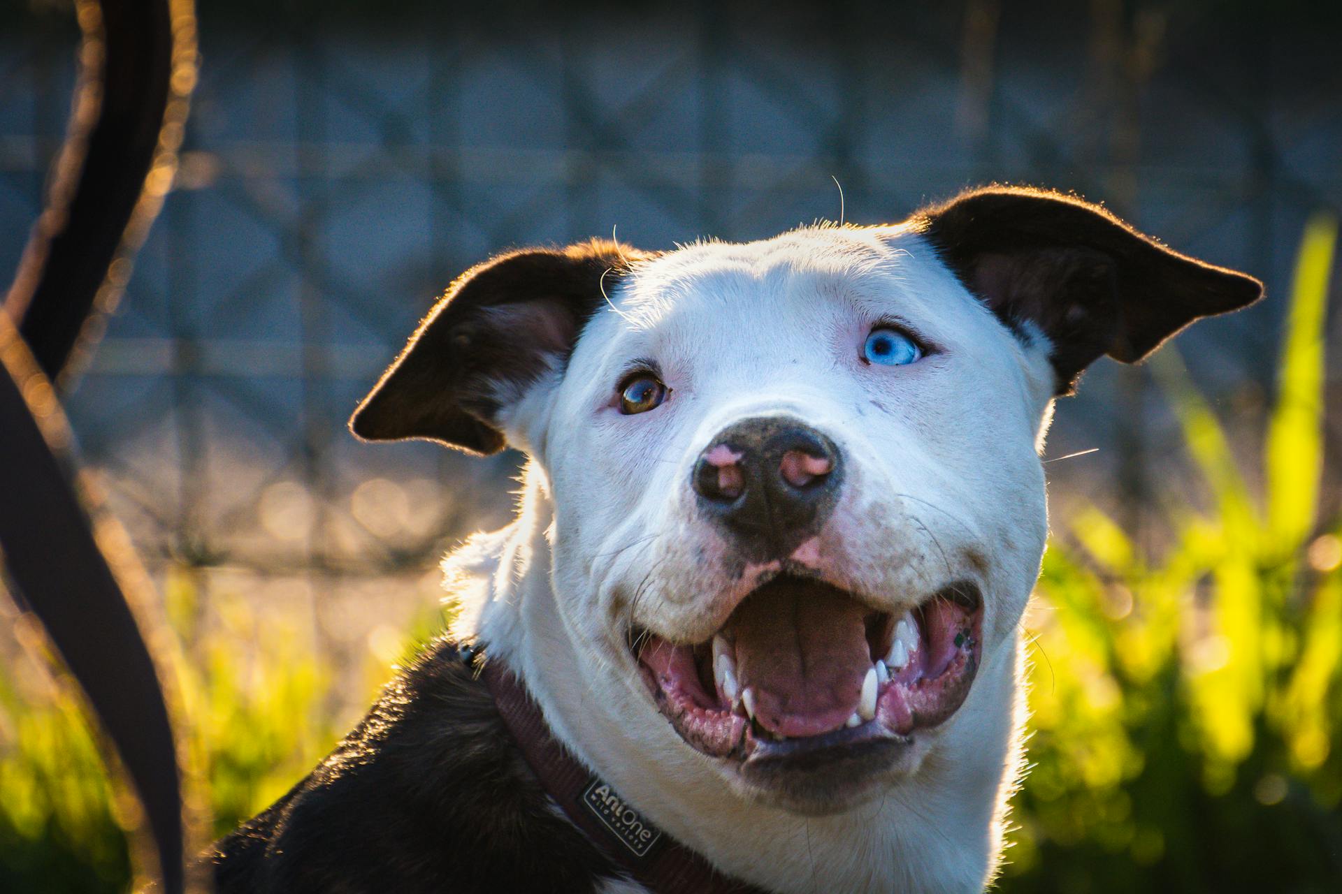 One Device, Endless Possibilities — The Mimofpet X3 2-in-1 Dog Training System