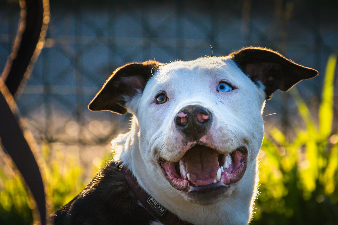 One Device, Endless Possibilities — The Mimofpet X3 2-in-1 Dog Training System