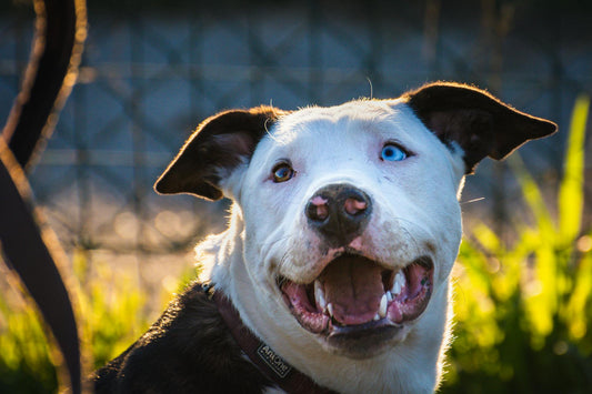 One Device, Endless Possibilities — The Mimofpet X3 2-in-1 Dog Training System