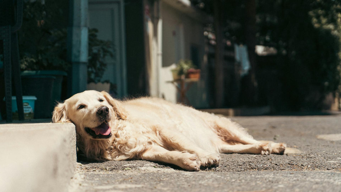 The Ultimate Guide to Wireless Fence for Dogs