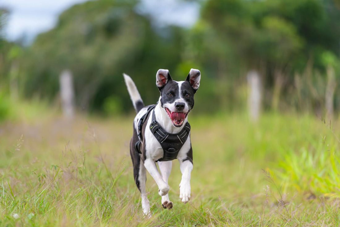 Ensuring Your Dog's Happiness and Safety: How to Protect and Keep Your Canine Companion Safe