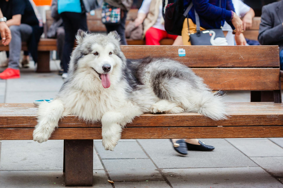 How the Mimofpet X3 Wireless Fence Revolutionizes Dog Training and Safety