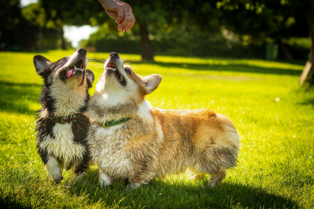 The Benefits of Mimofpet’s Electric Fence for Dogs