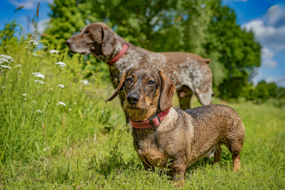 The Benefits of Agility Training for Dogs