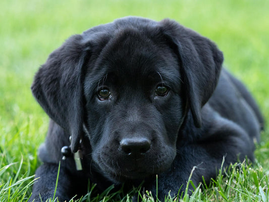 The Digital Naturalist: How Technology Can Deepen Your Dog’s Connection with Nature