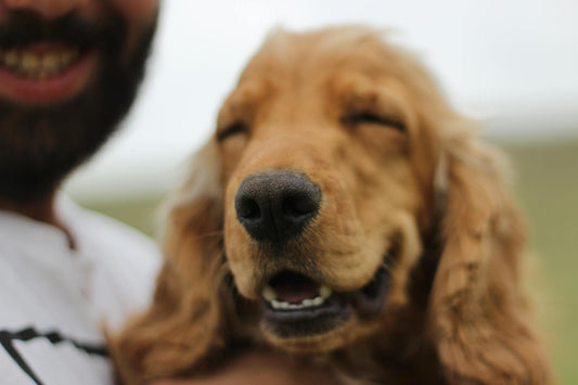 GPS-Based Wireless Dog Fence: A Modern Approach to Pet Containment