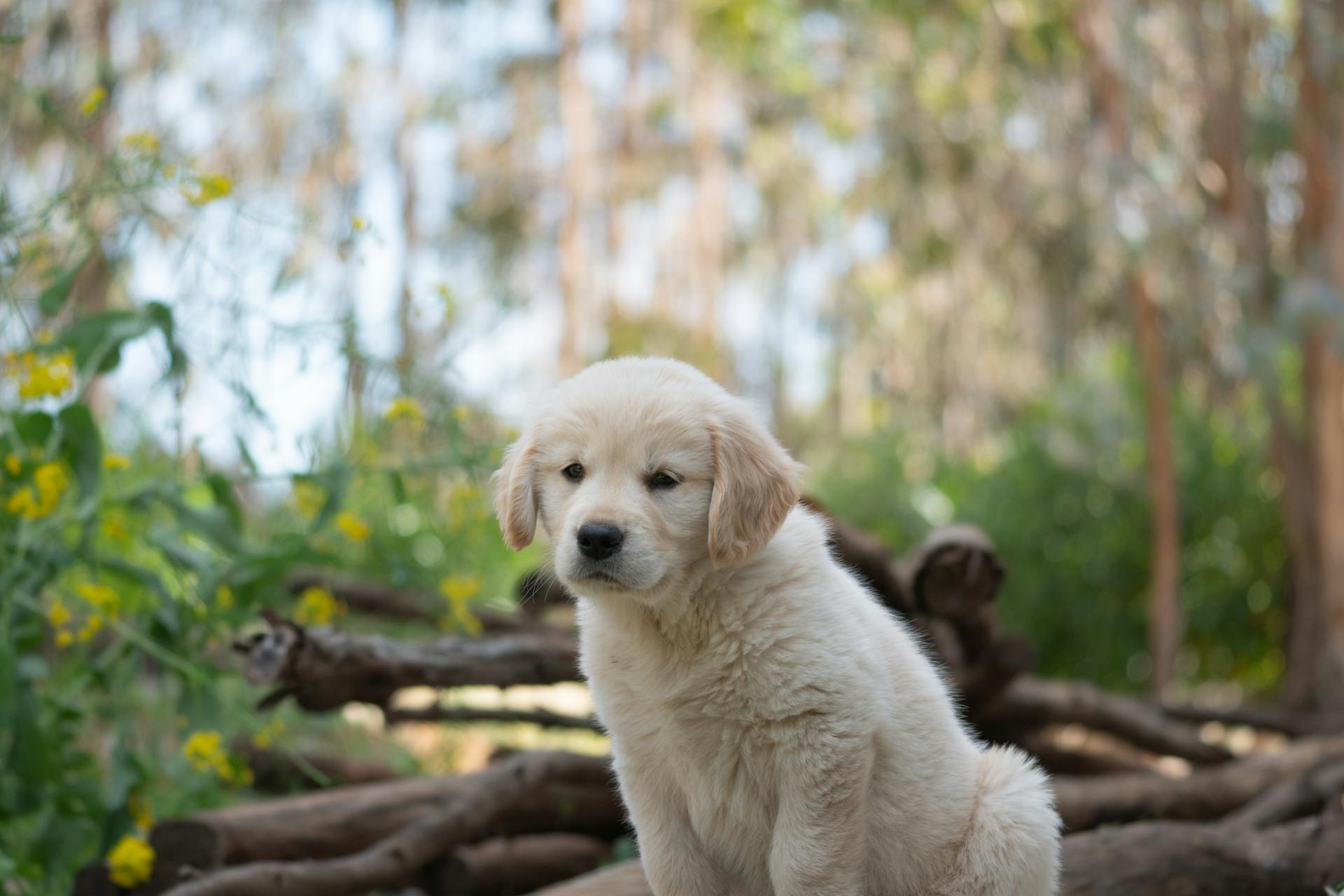 Invisible Pet Containment Systems for Small Dogs