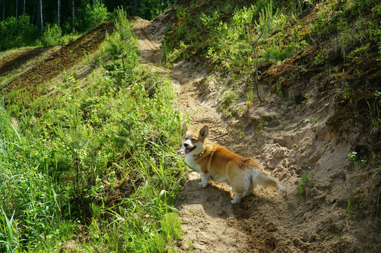 Affordable Invisible Fence Options for Your Dog