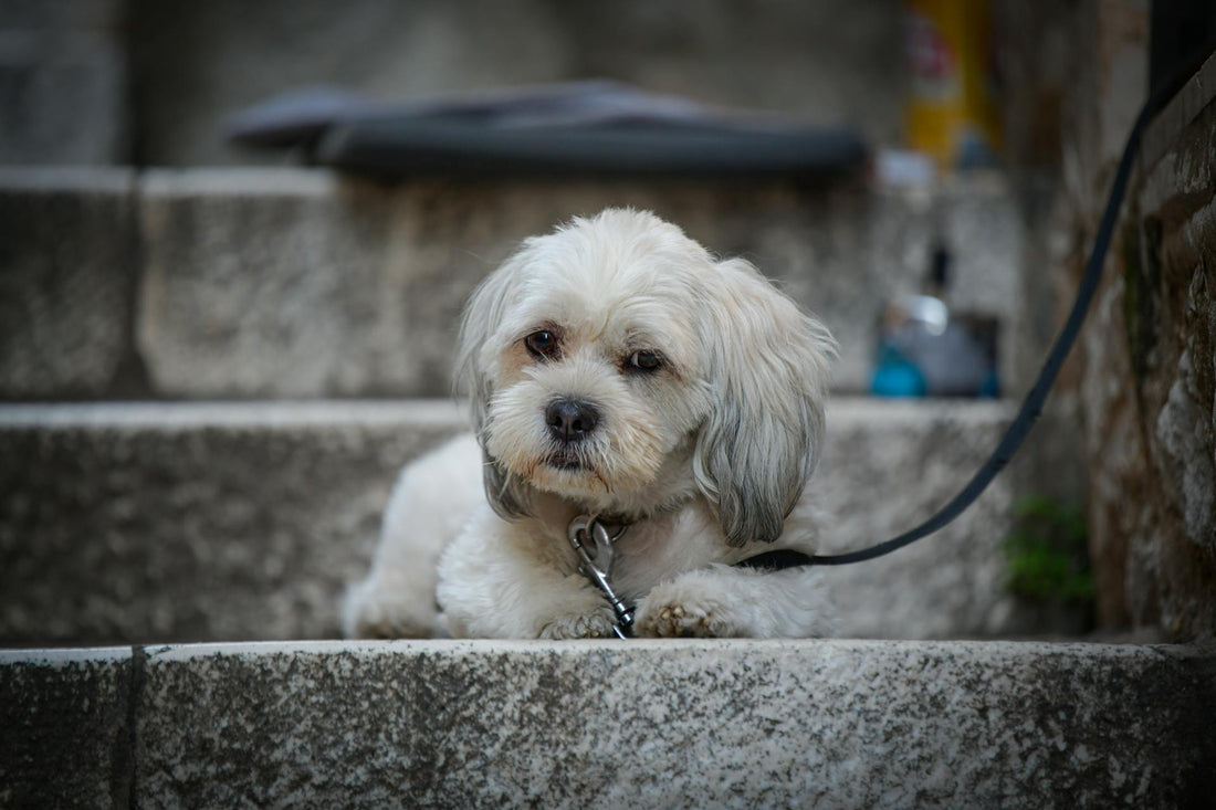 Waterproof Wireless Fence Collar for Outdoor Dogs: Keeping Your Dog Safe and Free