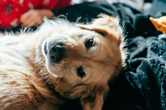 The Suburban Homesteader’s Ally: Integrating Your Dog into a Backyard Ecosystem