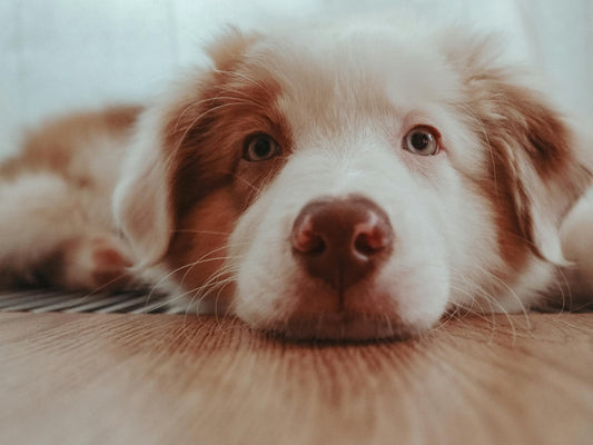 The Downsizing Dilemma: A Gentle Transition for Seniors and Their Canine Companions