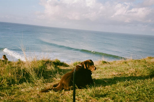 Exploring Affordable Invisible Fence Alternatives for Dog Owners