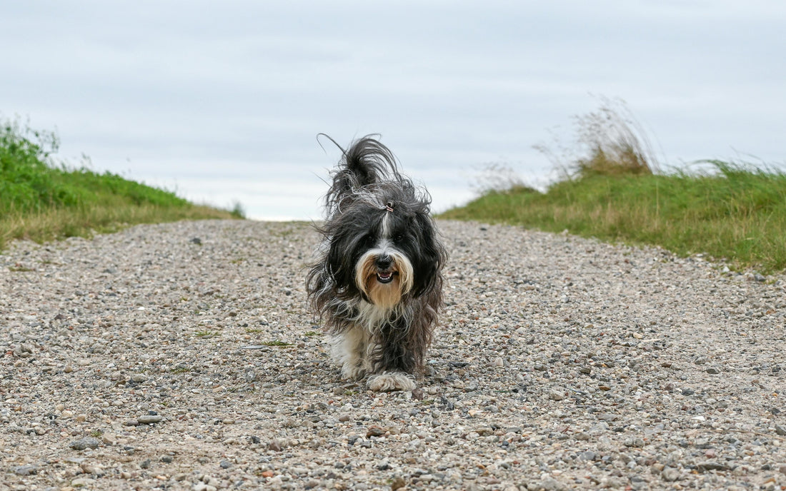 Long-Range Wireless Dog Fence Reviews: A Comprehensive Guide