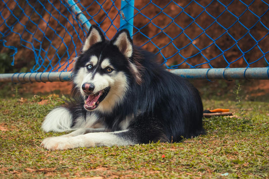 Waterproof Wireless Dog Fence: Keeping Your Dog Safe in Any Weather