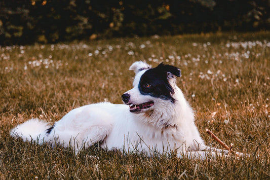 Best Wireless Dog Fence for Cold Weather: A Comprehensive Guide