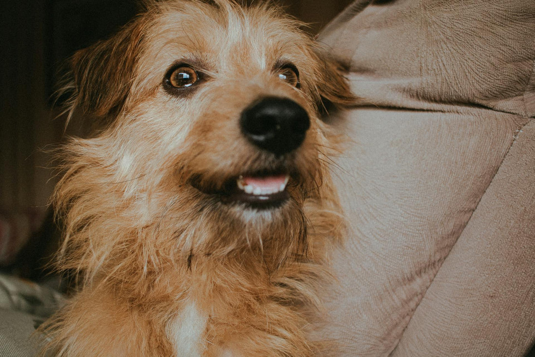 How Does a Wireless Dog Fence Work? A Simple Guide for US Pet Owners
