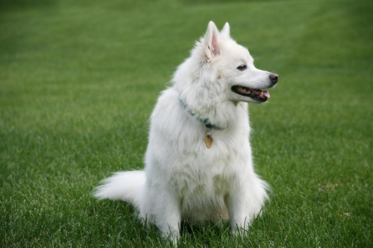 In-Ground vs. Wireless Dog Fence: Which is Right for Your Pet?