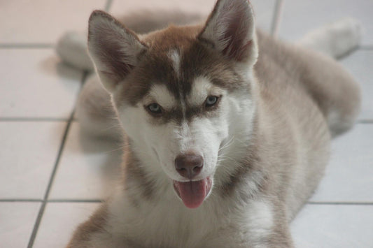 Why the X3 Wireless Fence Is the Best Choice for Modern Pet Owners
