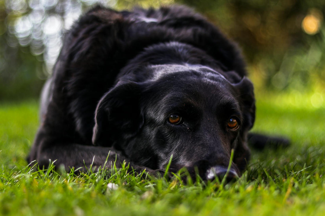 Wireless Dog Fence for Multi-Zone Use with Collar: A Comprehensive Guide