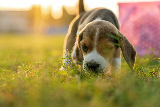 Benefits of Using a Wireless Dog Fence: A Comprehensive Guide for Pet Owners