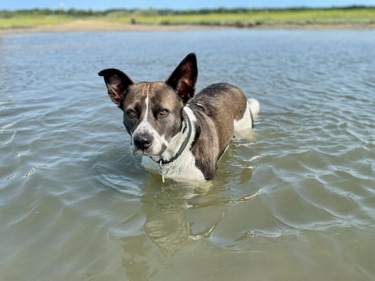 How to Cool a Dog Down: Summer Water Activities for Dogs