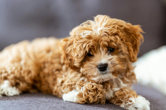 Beating the Back-to-School Blues: How to Keep Your Dog Happy When the House Goes Quiet