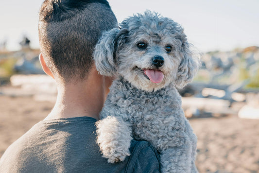 Wireless Pet Fences with No-Shock Collar Options: A Gentle Approach to Keeping Your Pet Safe