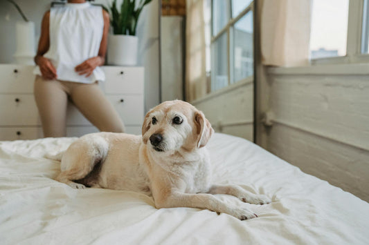 Beyond the Backyard: Achieving True Off-Leash Freedom with Advanced Training