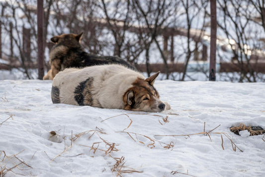 Embrace the Freedom of Your Pet with the Advanced X3 Wireless Fence System