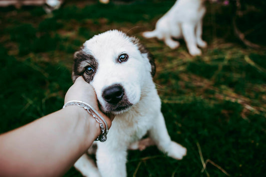 The Ultimate Guide to Choosing the Best Wireless Fence Collar for Dogs