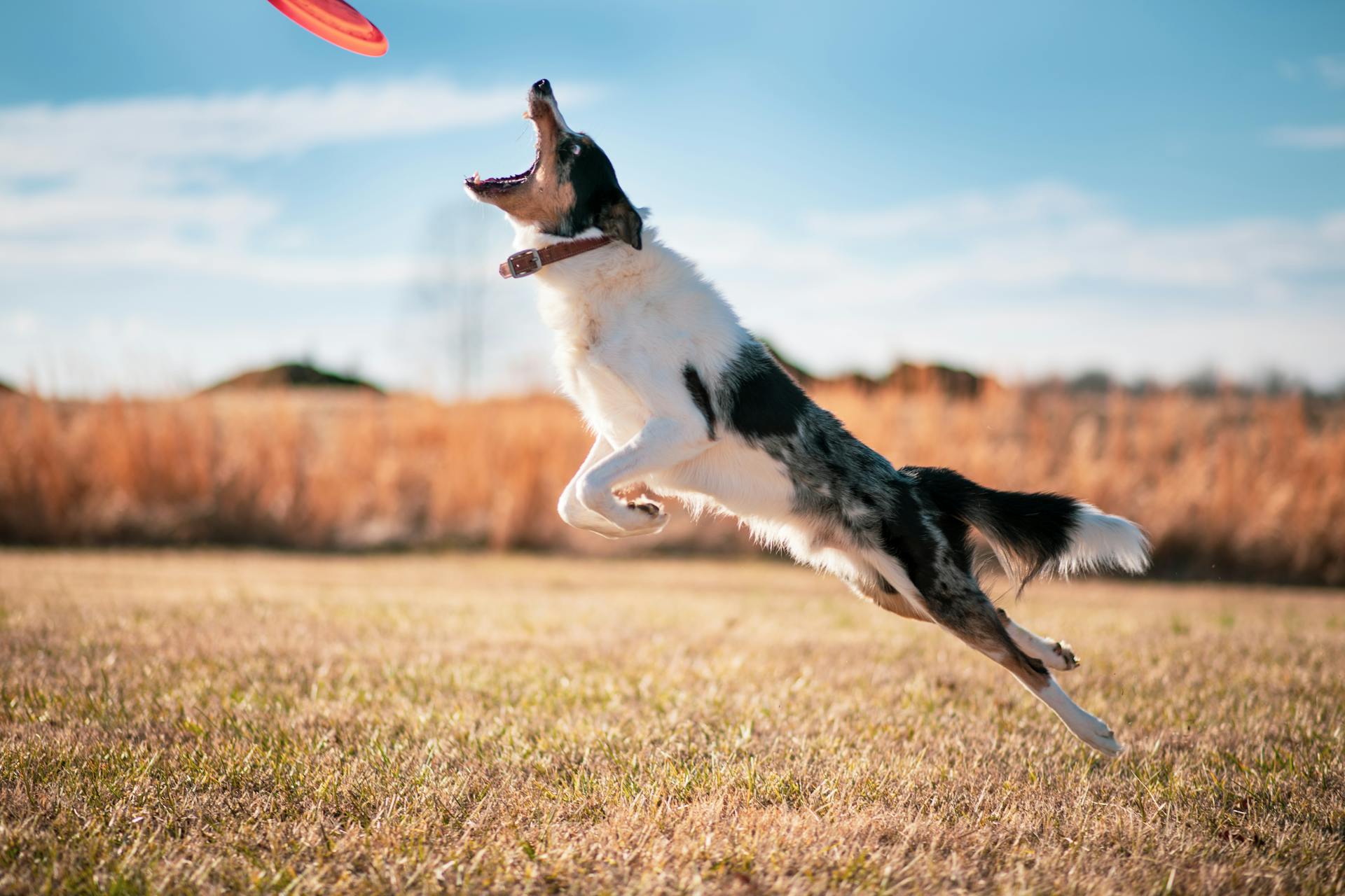 Solar-Powered Wireless Fence for Dogs: Eco-Friendly Pet Containment