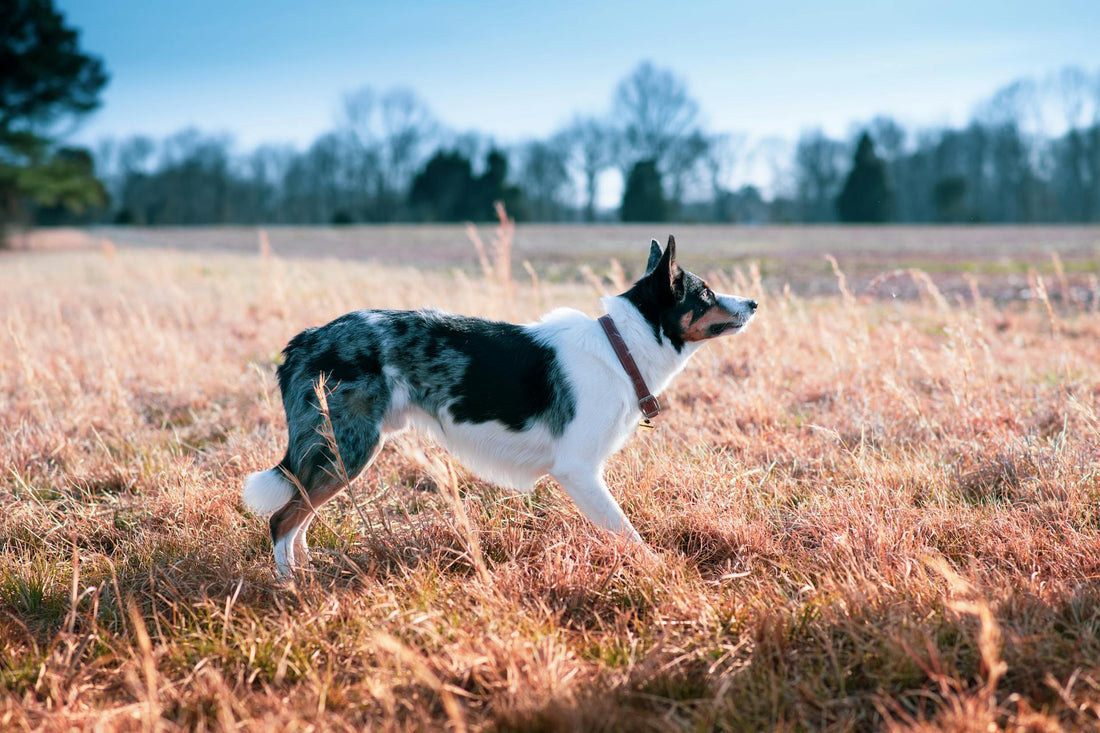 Mimofpet’s Guide to Underground Dog Fence Installation